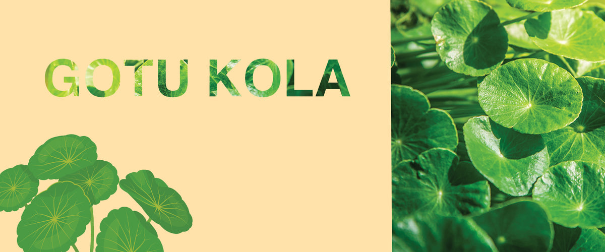 gotu kola image